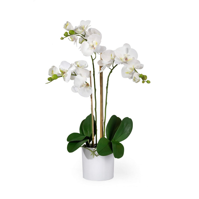 Latitude Run® Keira Orchids Floral Arrangement in Pot & Reviews